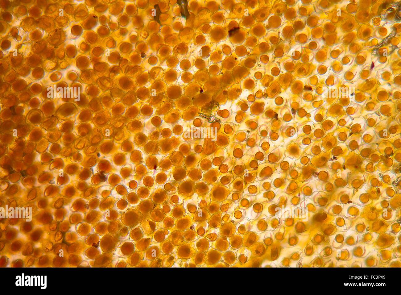 Flower leaf under the microscope Stock Photo