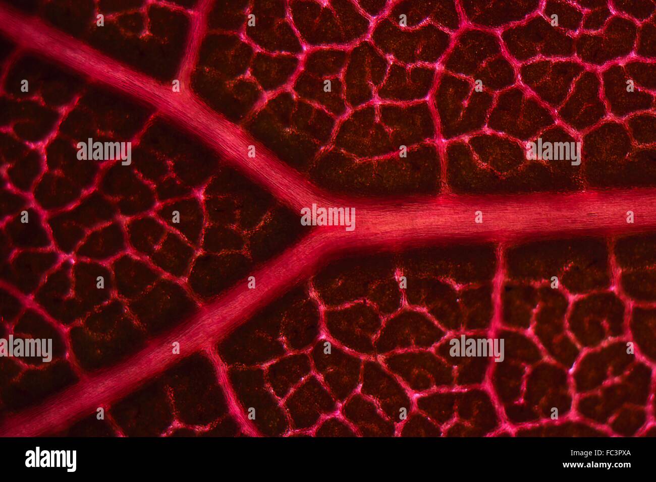 Leaf veins under the microscope Stock Photo Alamy