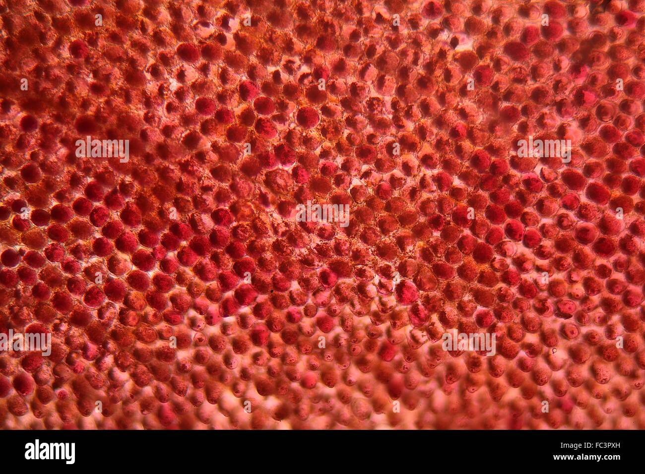 Flower leaf under the microscope Stock Photo