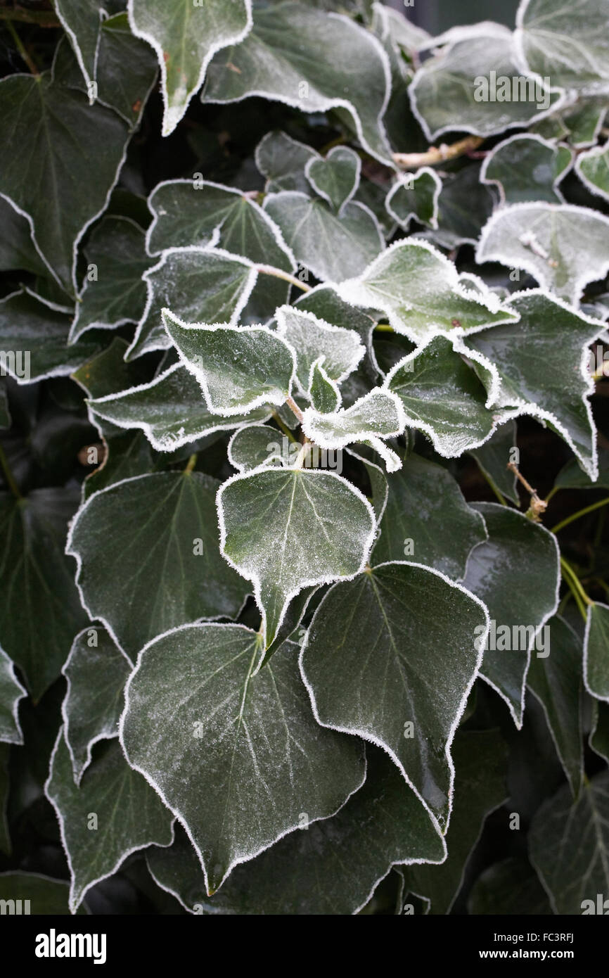 Frost covered Hedera. Ivy leaves in winter. Stock Photo