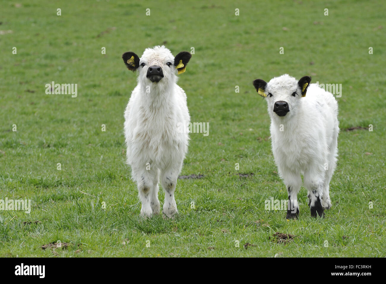 Galloway rind hi-res stock photography and images - Alamy