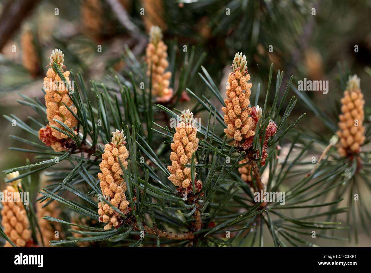 Male pine flower Stock Photo