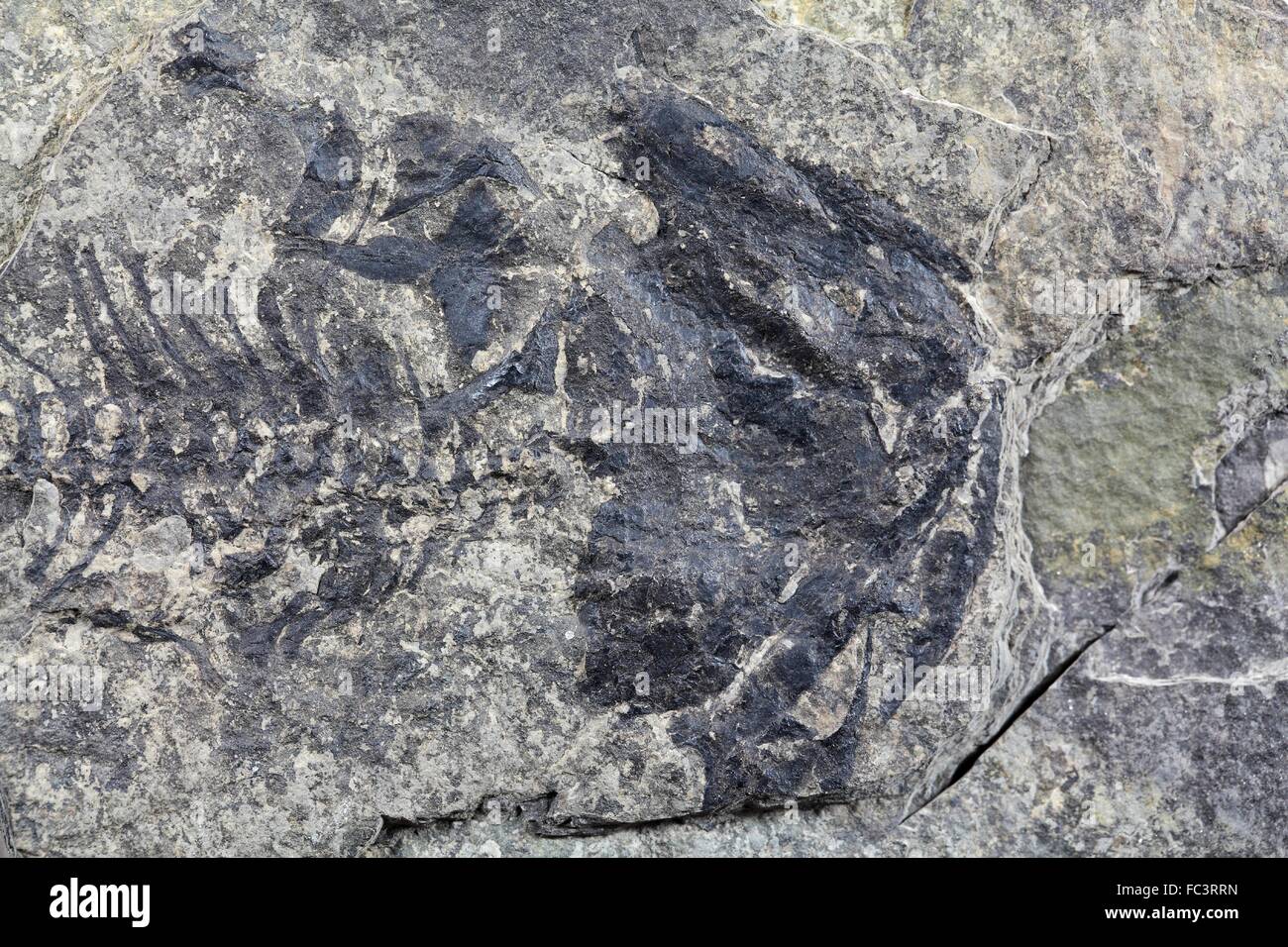 Fossil amphibian of Permian Age Stock Photo