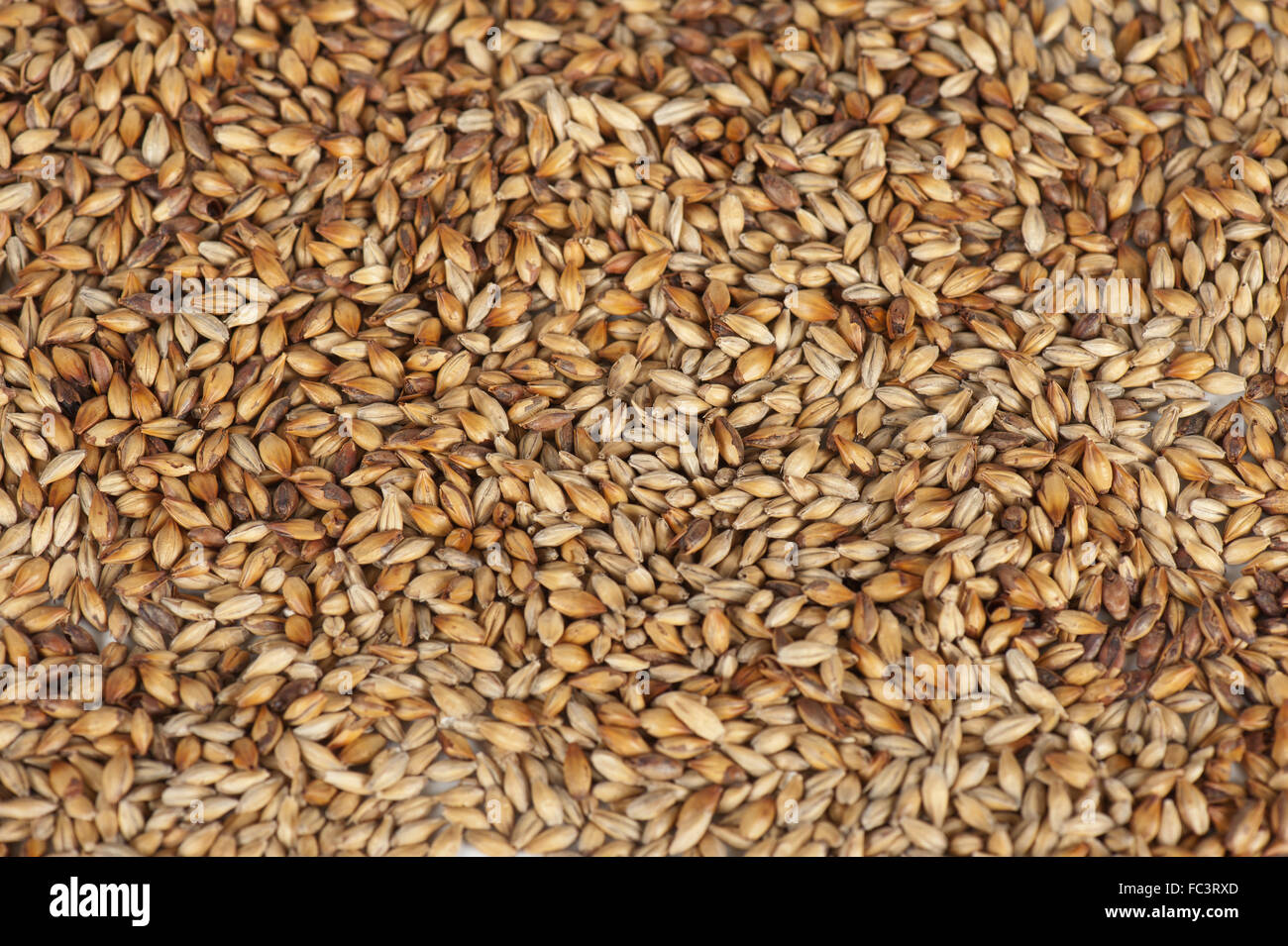 malt grains closeup Stock Photo Alamy