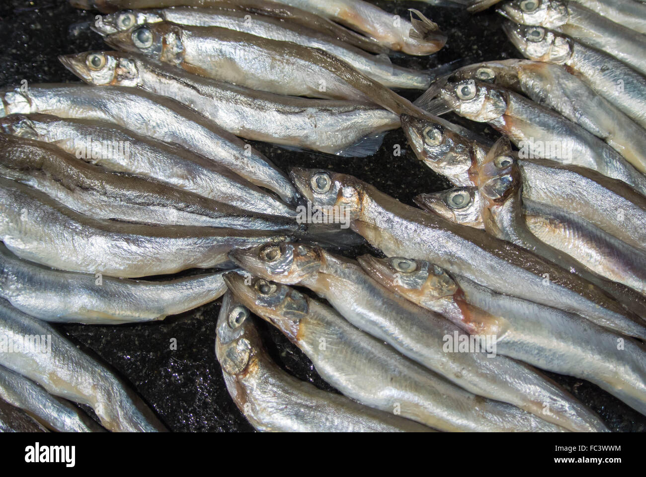 capelin fresh fish,Hypomesus japonicus,Mallotus villosus Stock Photo