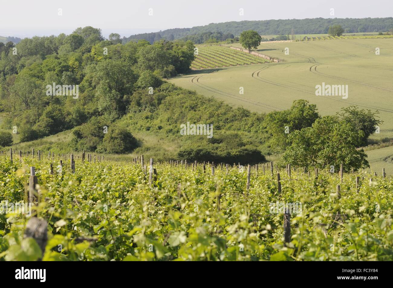 Burgundy blanc hires stock photography and images Alamy