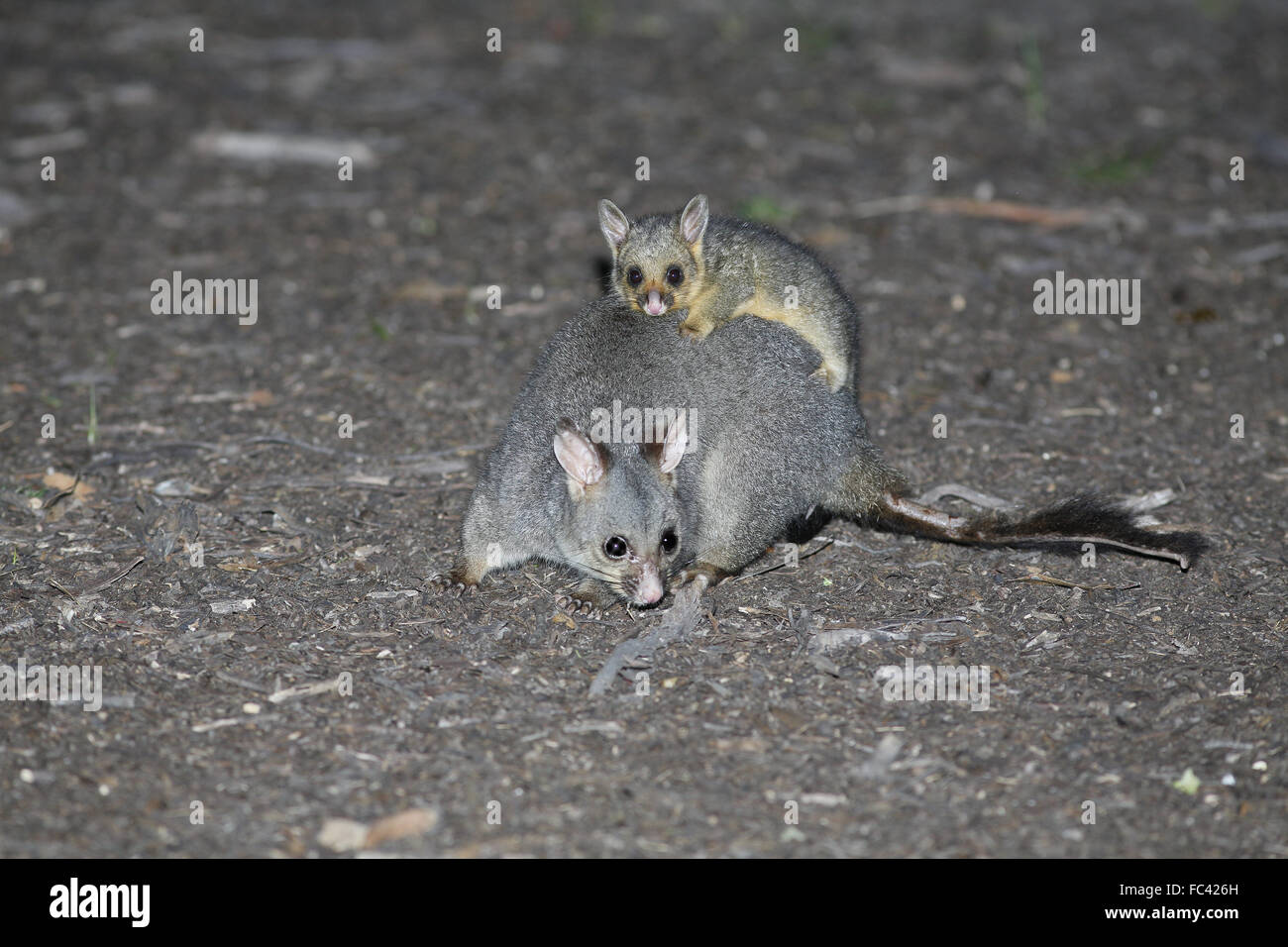 Common Brushtail Possum, Trichosurus vulpecula, with young riding on back Stock Photo