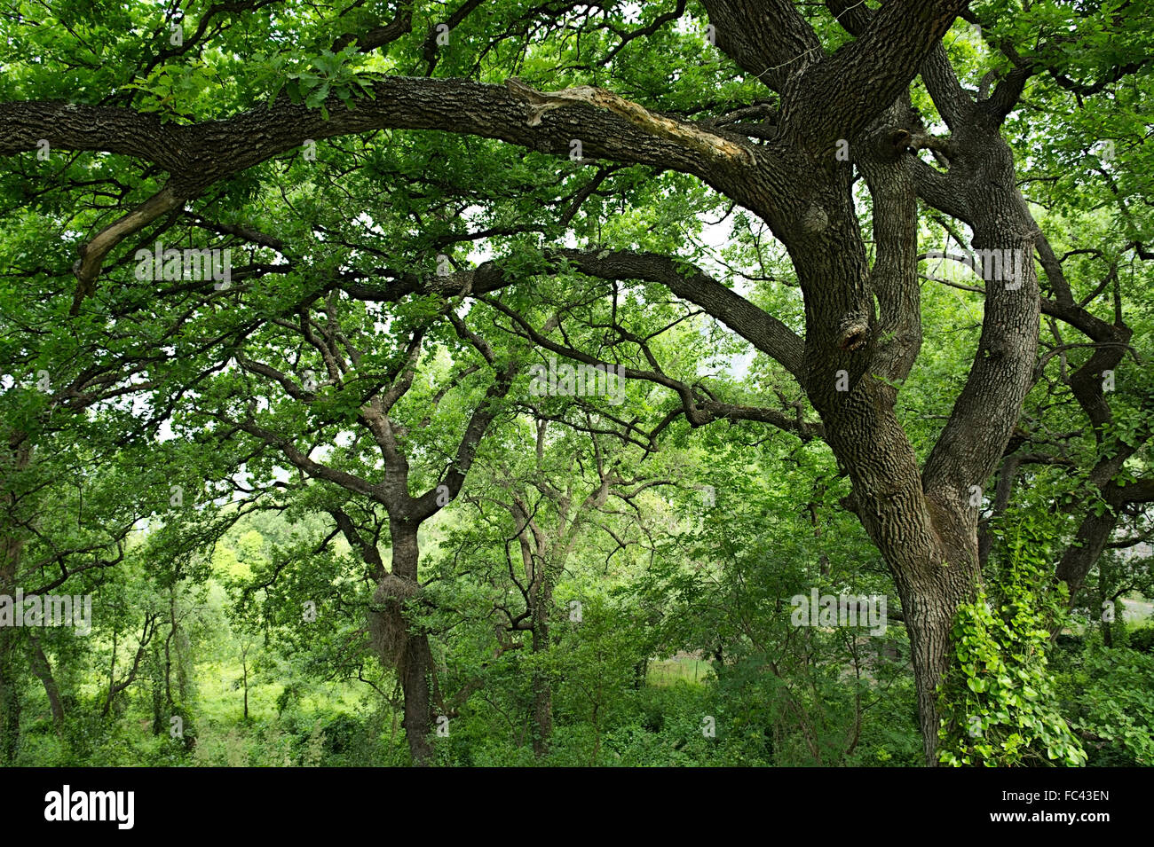 clearing covered with tall trees . forest of tall trees Stock Photo Alamy