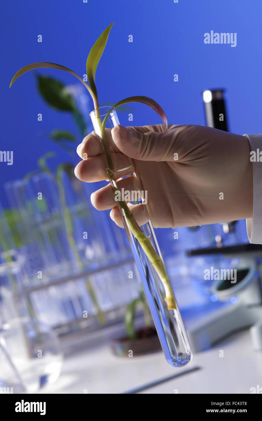 Scientific study of plants hires stock photography and images Alamy