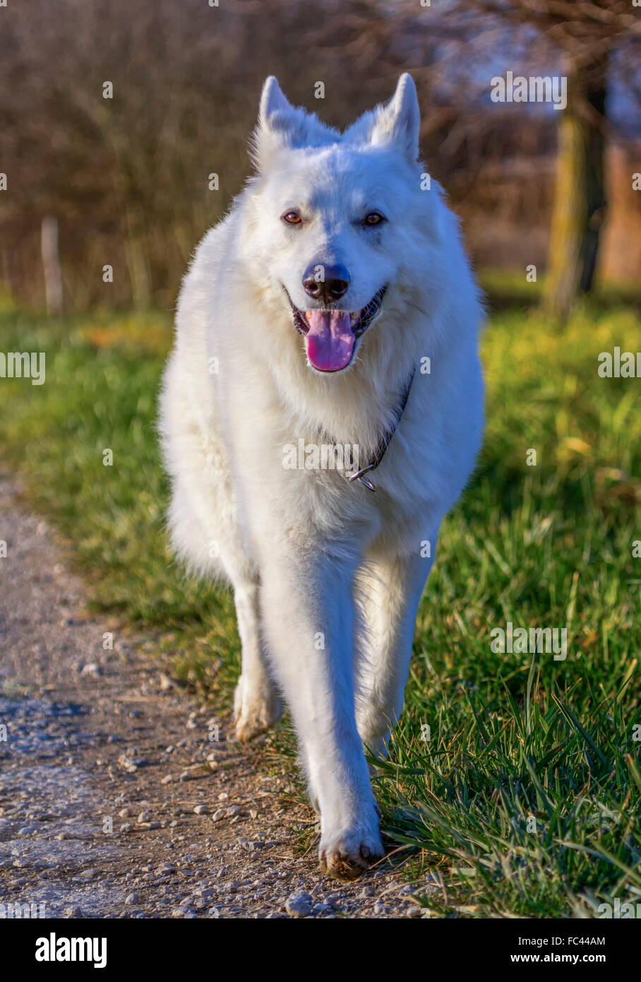 Swiss white shepherd running on the road Stock Photo