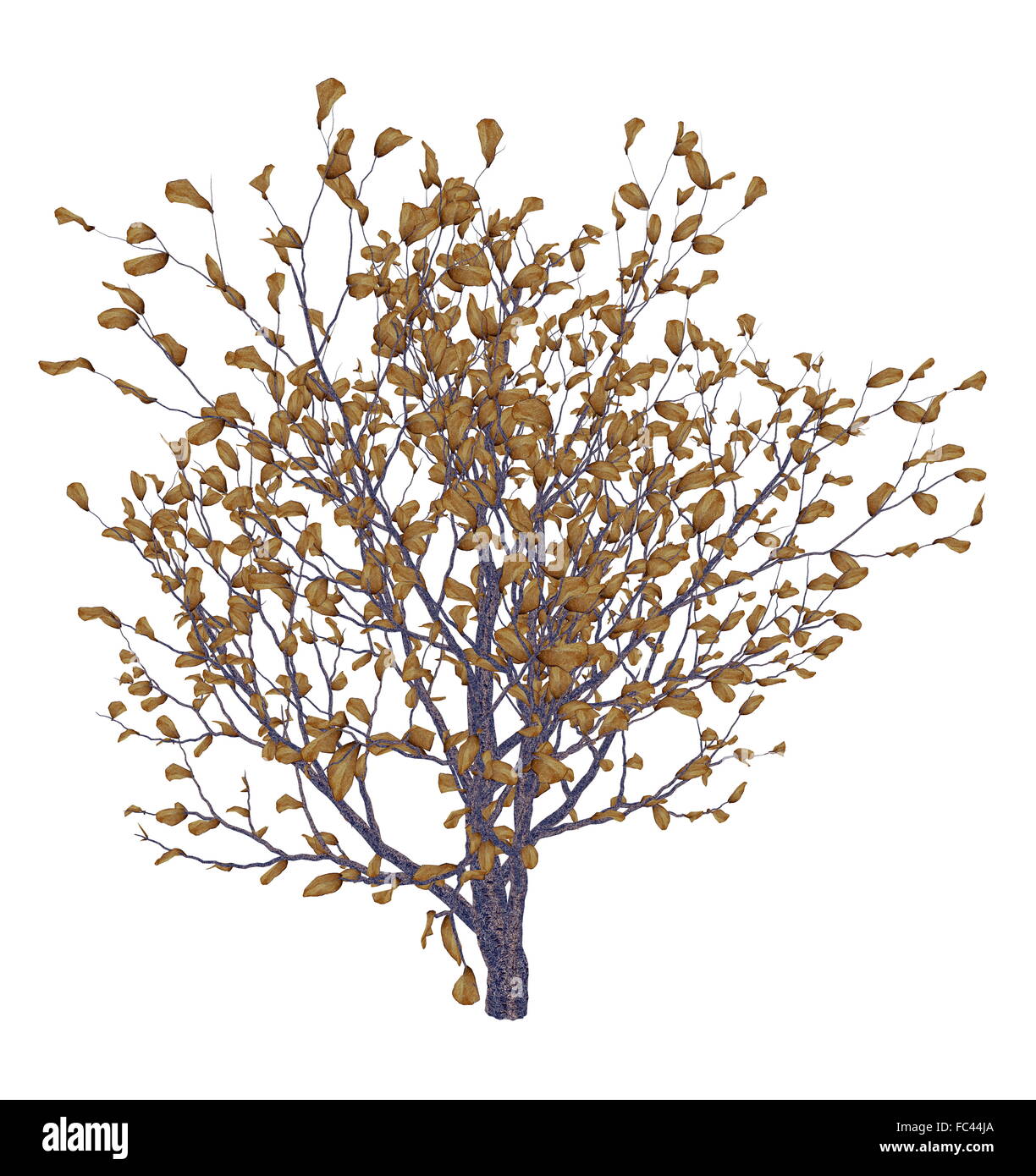 African boxwood tree, myrsine africana isolated in white background - 3D render Stock Photo