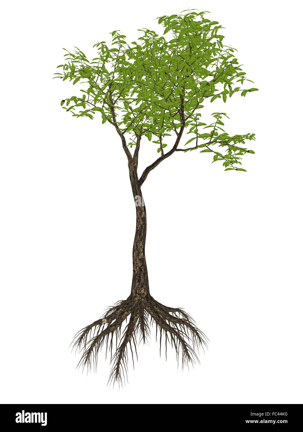 Arrow poison tree, acokanthera venenata isolated in white background - 3D render Stock Photo