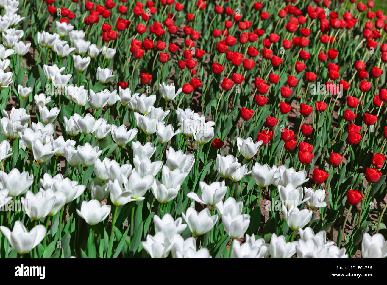 Flowers - nature background Stock Photo - Alamy