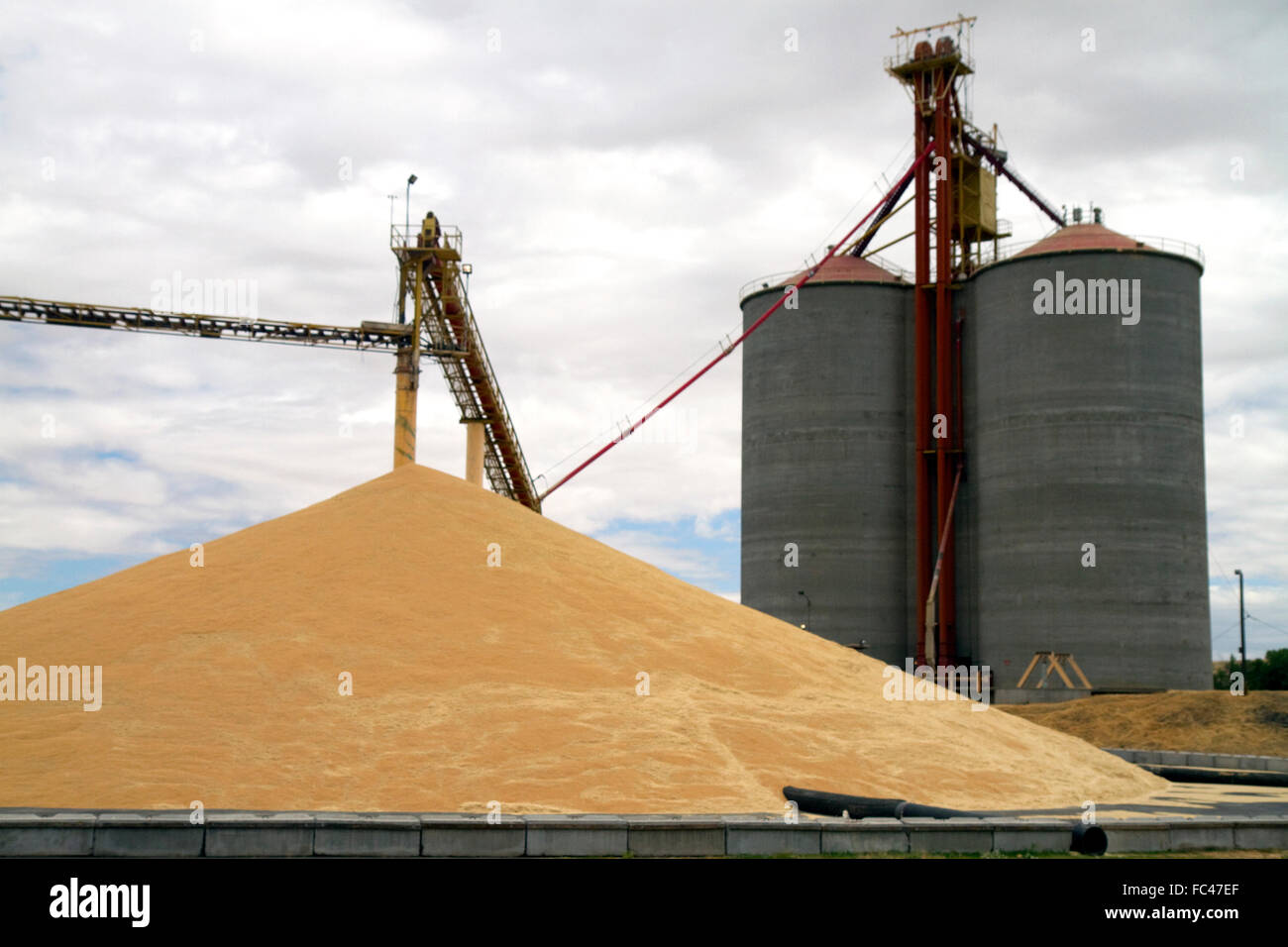 Harvested wheat at a grain elevator near Pendleton, Oregon, USA. Stock Photo