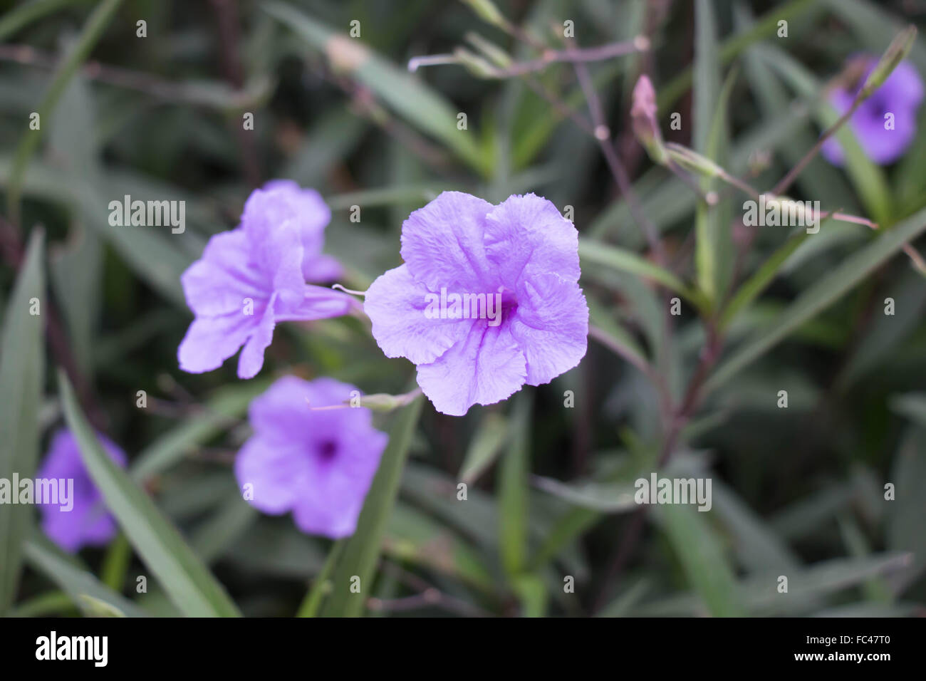 Ruellia tuberosa purple flower Stock Photo