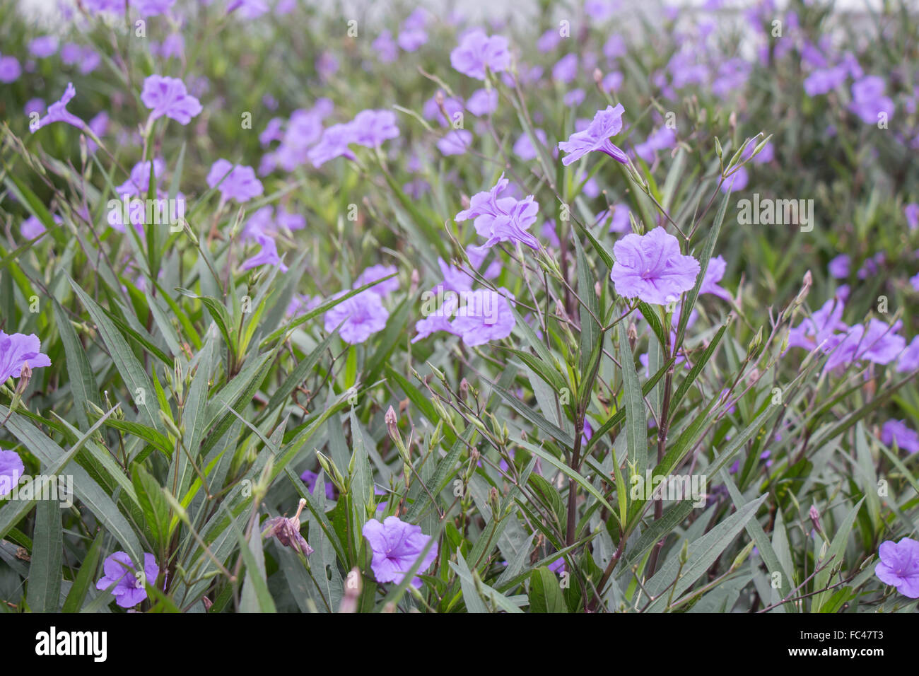 Ruellia tuberosa purple flower Stock Photo