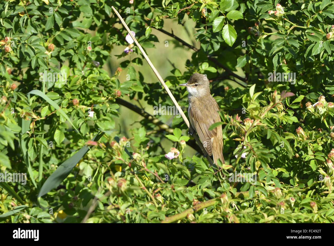 Great Reed Warbler Stock Photo Alamy