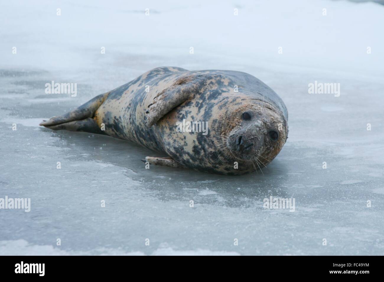 HANDOUT - A gray seal lying the frozen Stralasund lagoon between Stralsund and Greifswald in Germany, 20 January 2016. Because of the ice, the seal apparently can't find its way back to open water. Photo: Florian Hoffmann/WWF/dpa (ATTENTION EDITORS: FOR EDITORIAL USE ONLY IN CONNECTION WITH CURRENT REPORTING/ MANDATORY CREDIT: Photo:Florian Hoffmann/WWF/dpa Stock Photo