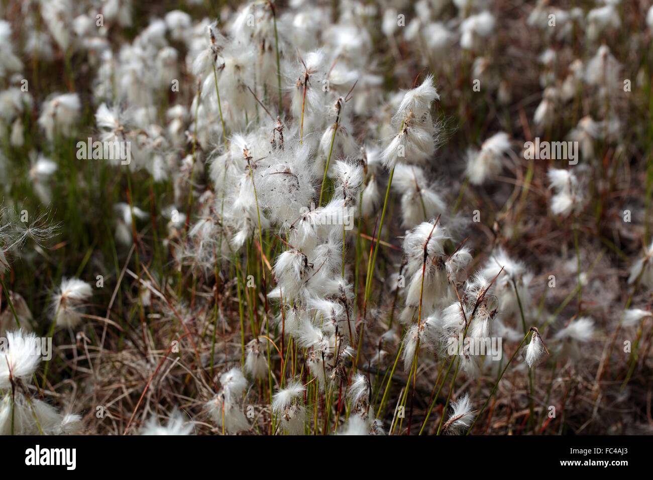 Common Cottongrass Stock Photo
