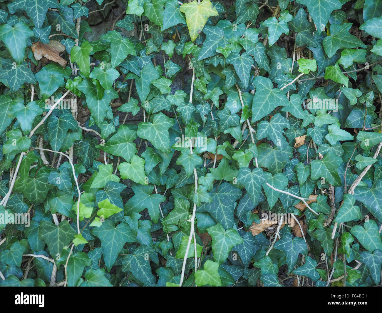 Green ivy background Stock Photo