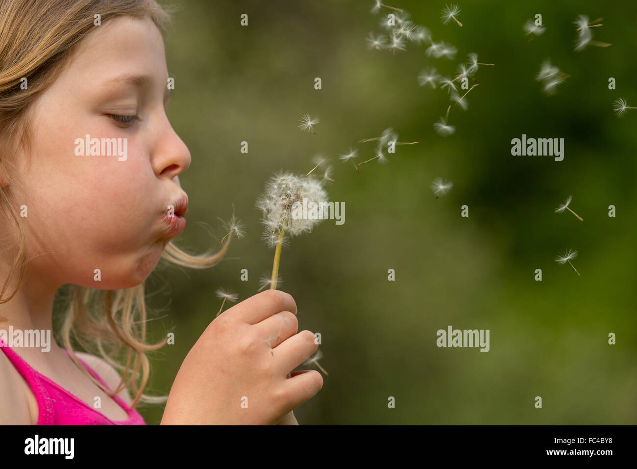 little girl with a dandelion Stock Photo - Alamy