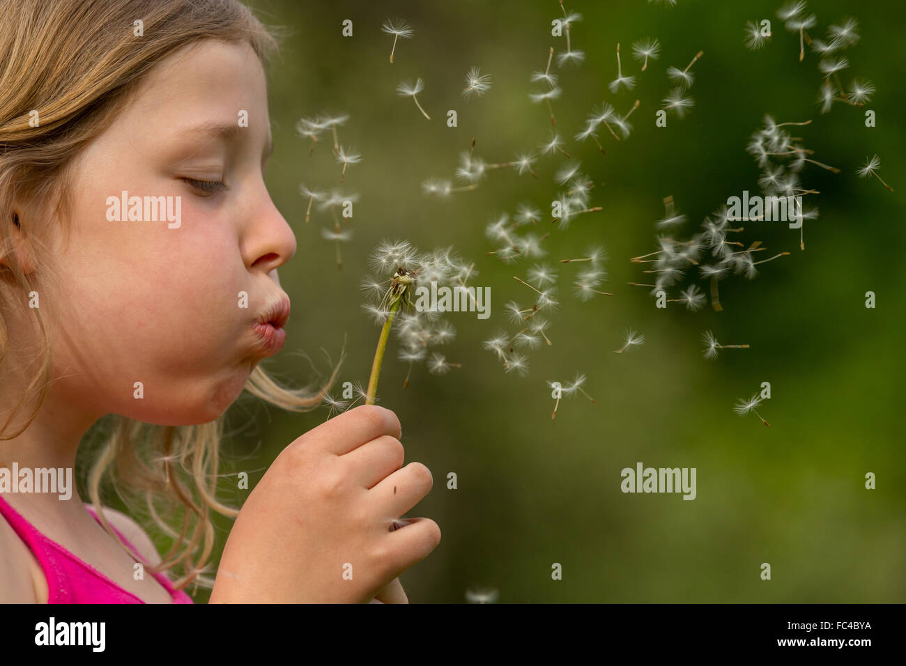 little girl with a dandelion Stock Photo - Alamy