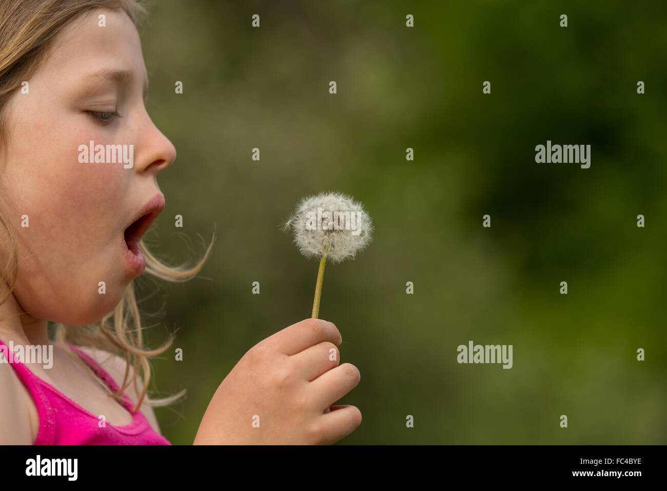 little girl with a dandelion Stock Photo - Alamy