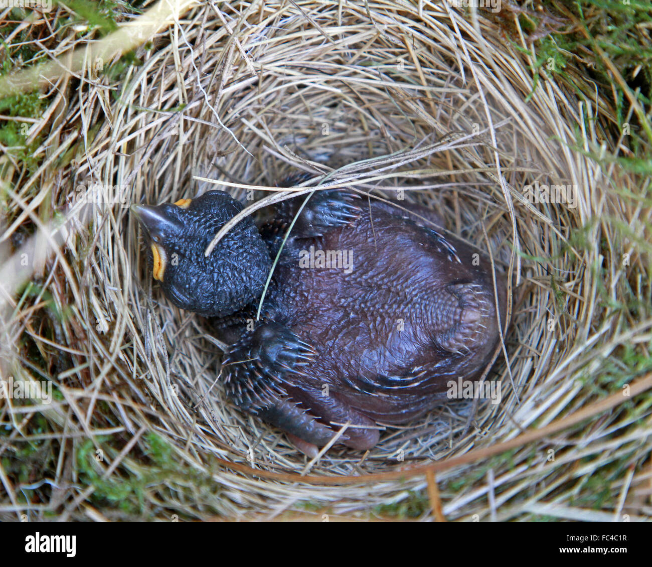 Young Cuckoo in Meadow Pipit Nest. Stock Photo