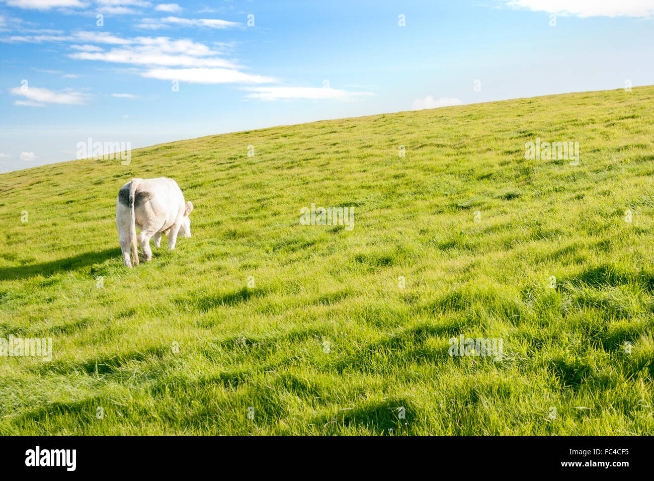White cow pasture on grassland in Ireland Stock Photo