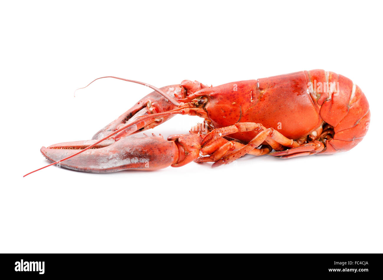 Boiled lobster isolated side view Stock Photo Alamy