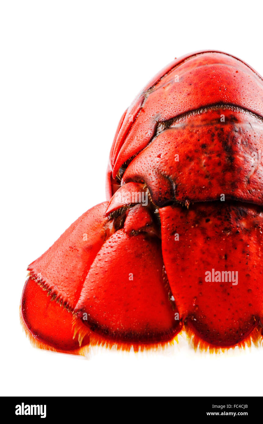 Boiled lobster isolated tail Stock Photo