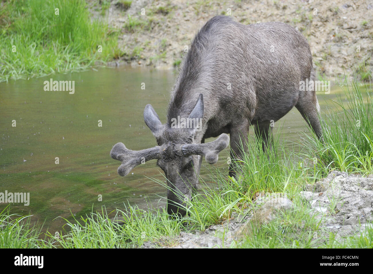 Teich hirsch hires stock photography and images Alamy