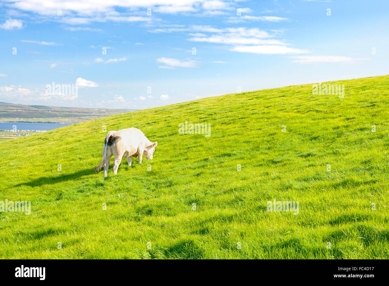 White cow pasture on grassland in Ireland Stock Photo