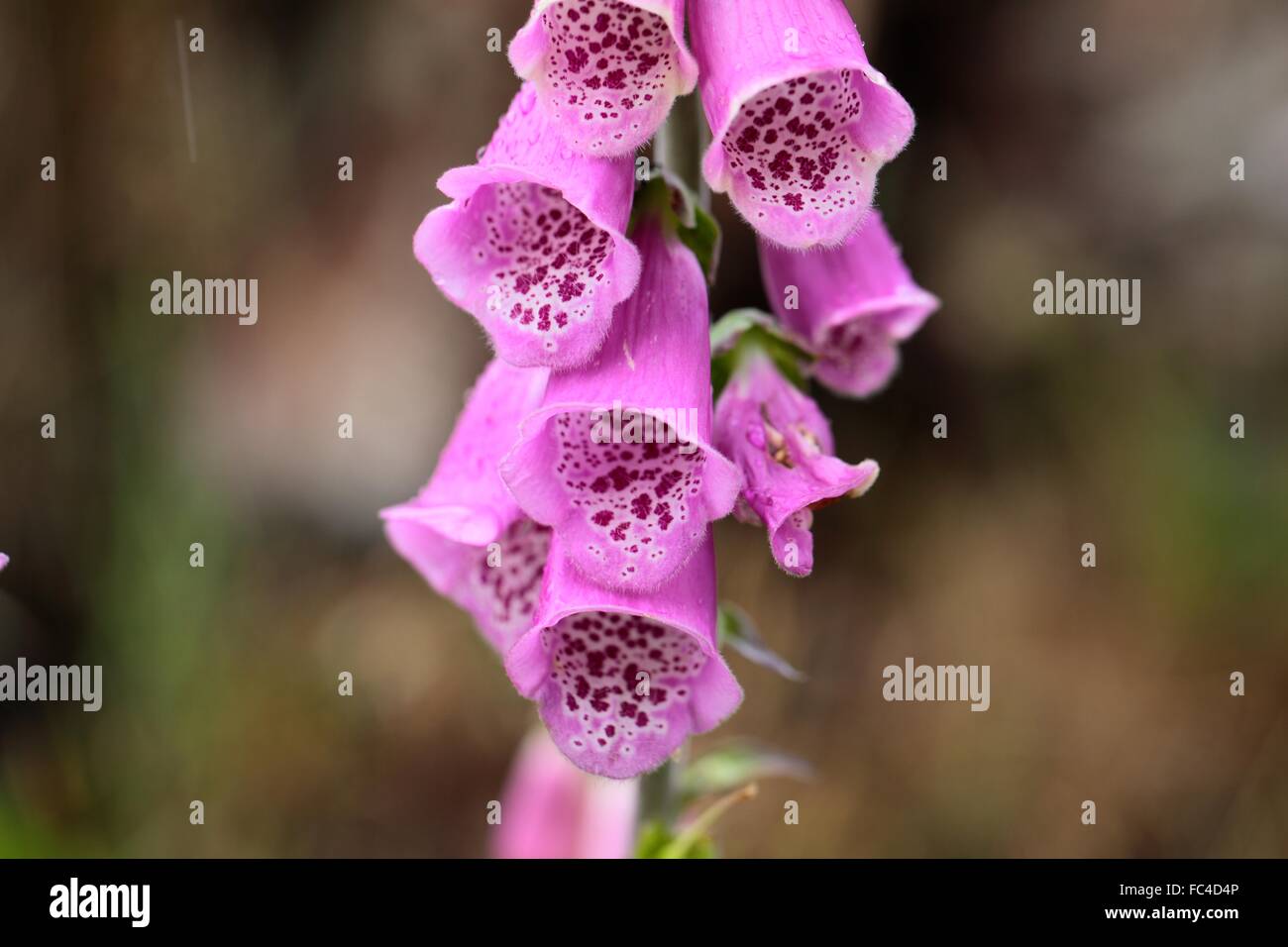 Common Foxclove (Digitalis purpurea) Stock Photo