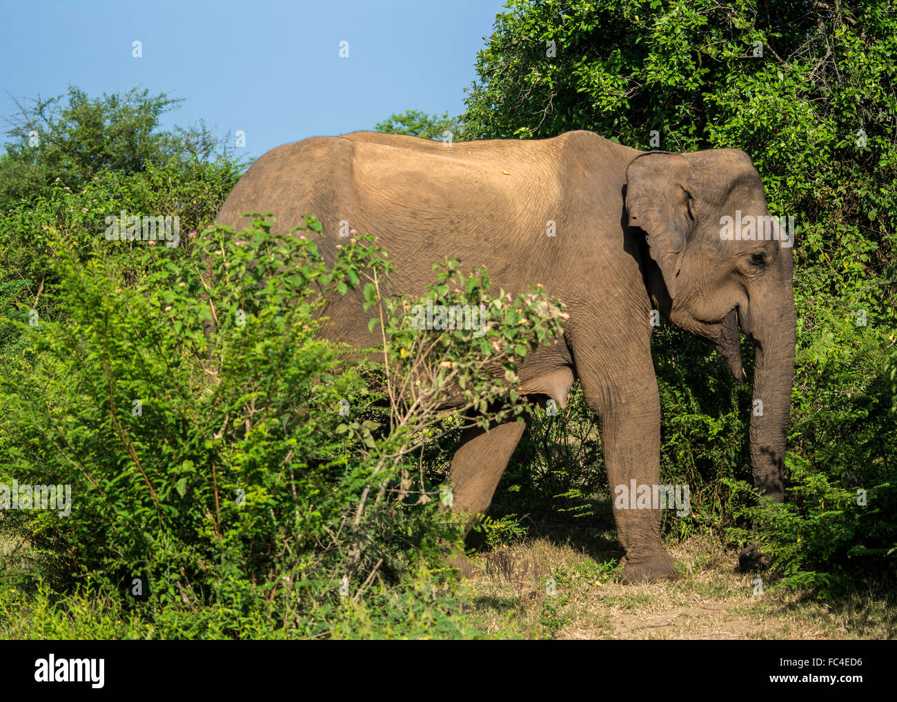 Wild Asian Elephant in Udawalawe national park, Sri Lanka. Stock Photo