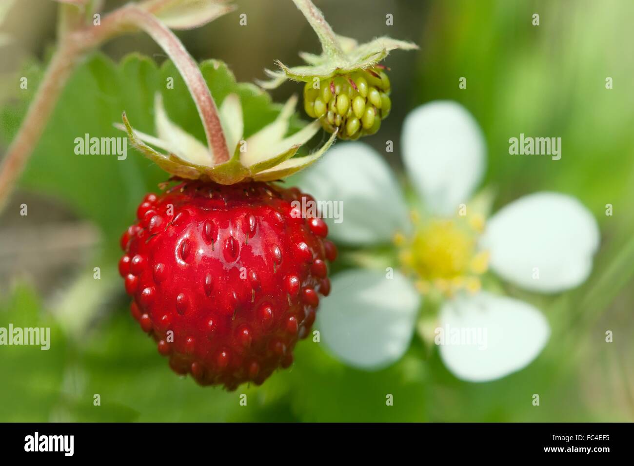 Wild strawberries plant with green leaves Stock Photo