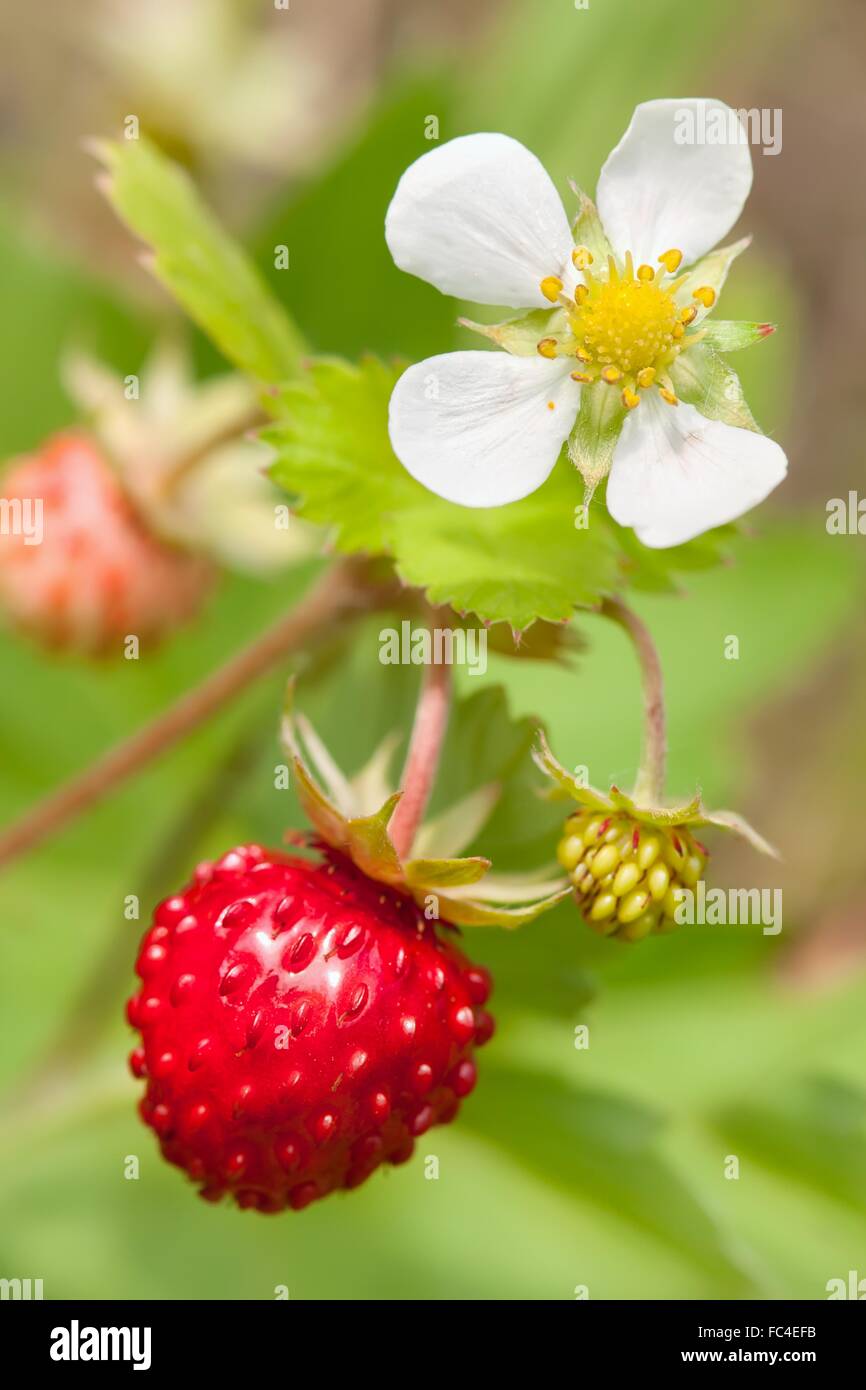 Wild strawberries plant with green leaves Stock Photo