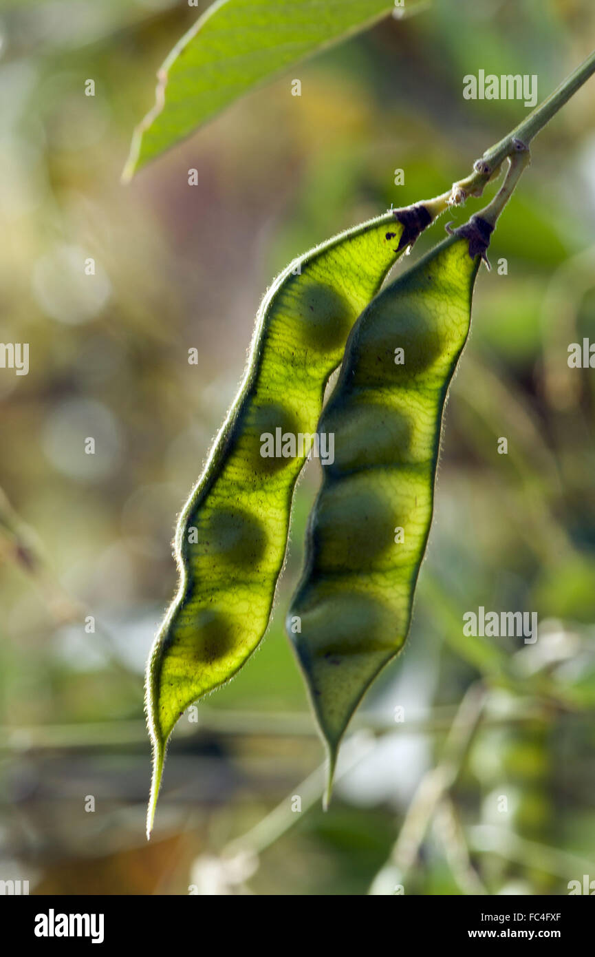 Detail of soybean - Glycine max - Sorocaba Stock Photo