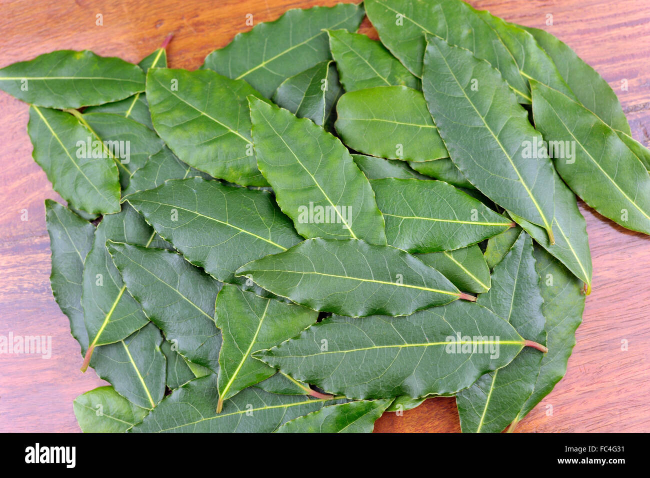 Fresh picked Bay leaves, from the Laurus Nobilis or Bay Laurel tree, for use as a culinary ingredient. Stock Photo