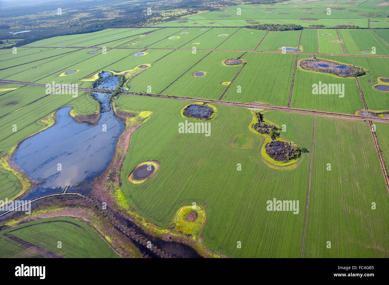Aerial view of the soybean crop Stock Photo