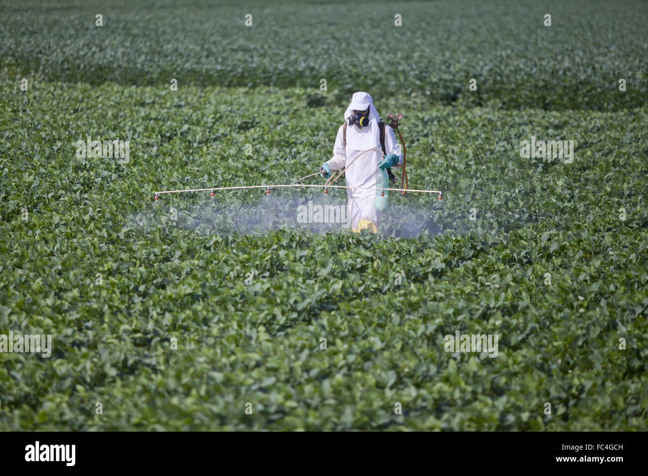 Rural worker spraying pesticides experimental area of soybean in the countryside Stock Photo