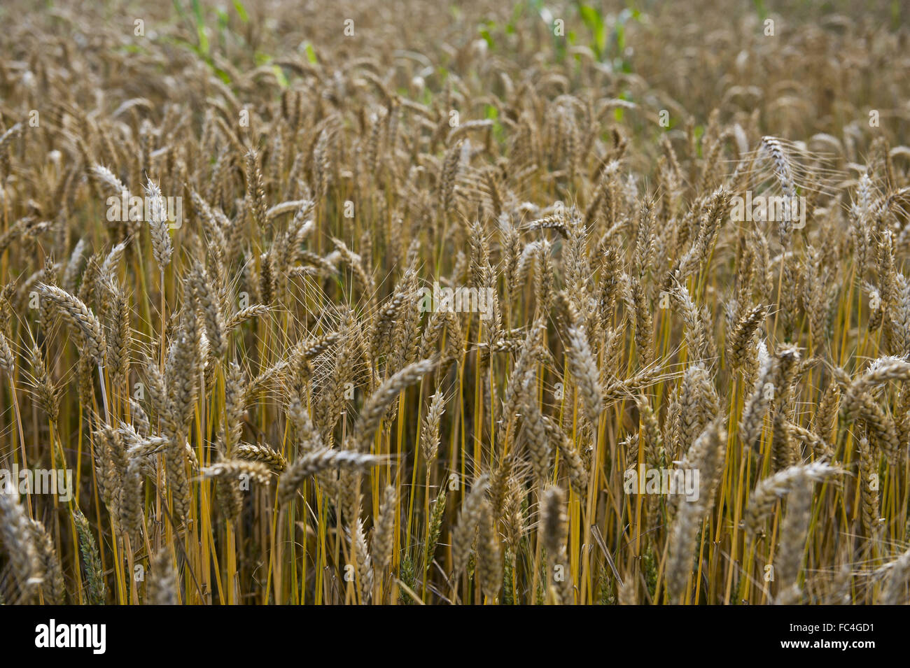 Wheat plantation in northern Italy - region of Lombardy Stock Photo