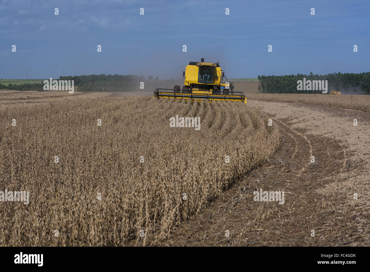 Mechanical harvesting of transgenic soybeans Stock Photo Alamy