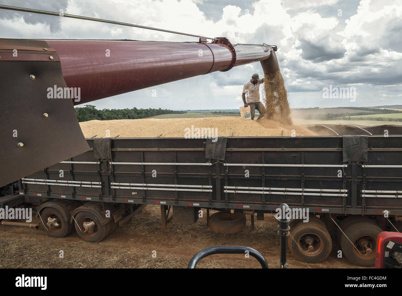 Mechanical harvesting of transgenic soybeans Stock Photo Alamy