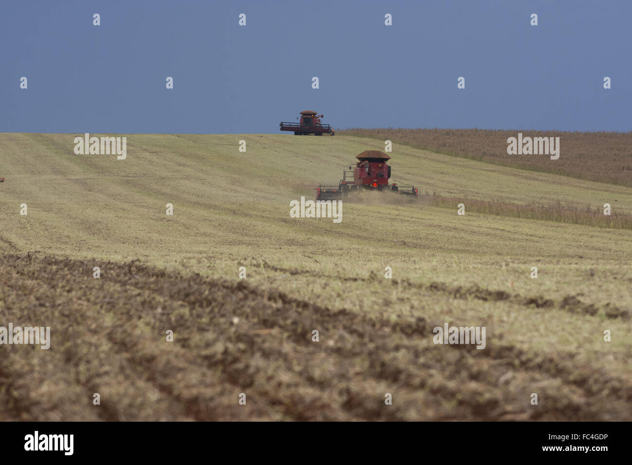 Mechanical harvesting of transgenic soybeans Stock Photo Alamy