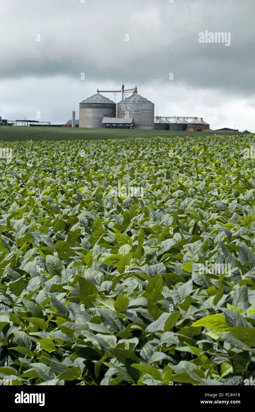 Silo grain and soybean plantation in a rural area of Sierra de Maua in Parana Stock Photo