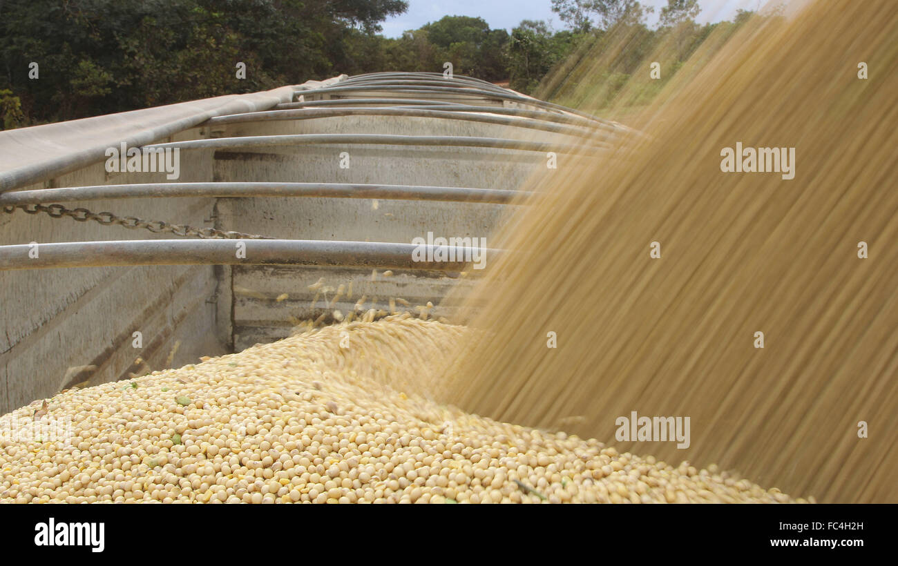 Truck loading during mechanical harvesting soybean Stock Photo