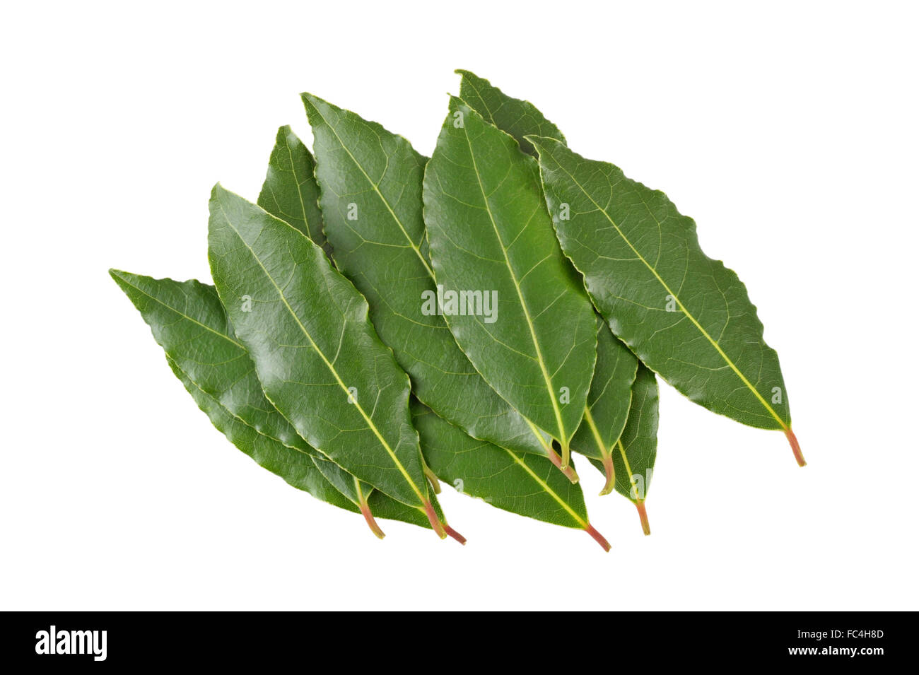 Fresh picked Bay leaves, from the Laurus Nobilis or Bay Laurel tree
