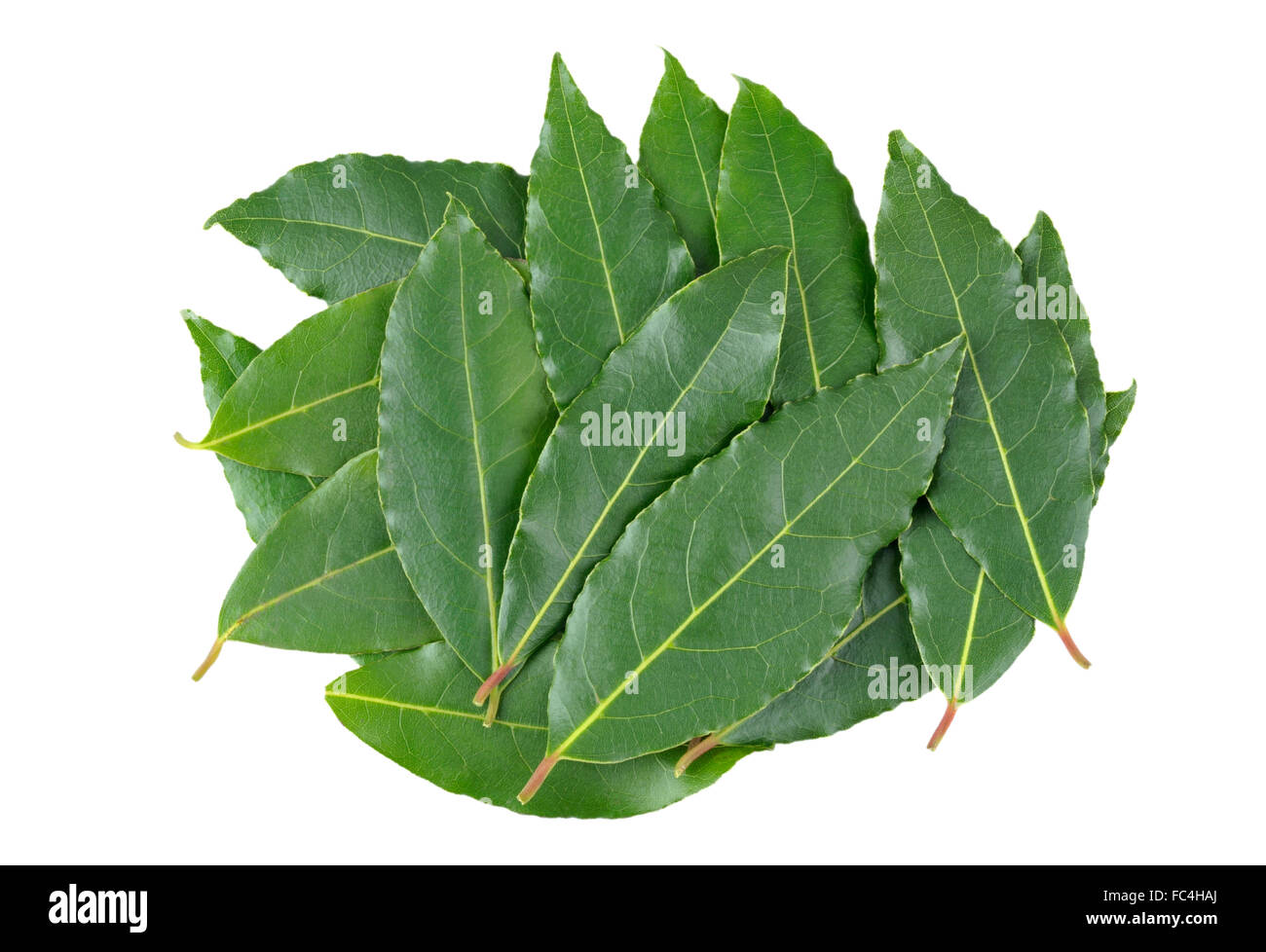 Fresh picked Bay leaves, from the Laurus Nobilis or Bay Laurel tree, for use as a culinary ingredient. Stock Photo
