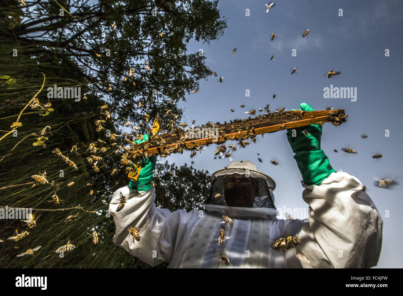 Beekeeper working in apiary honey extraction in the Congonhas district Stock Photo